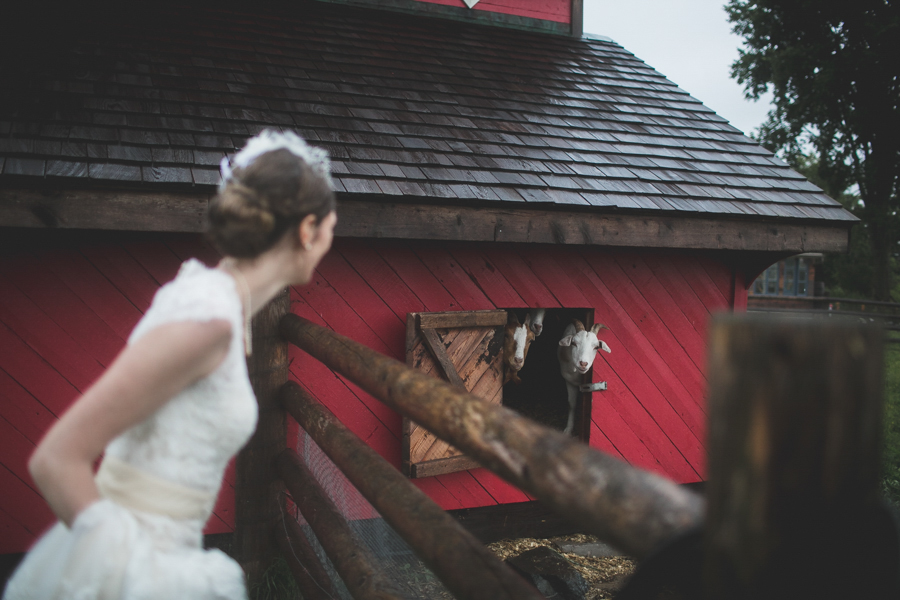 bride and goats