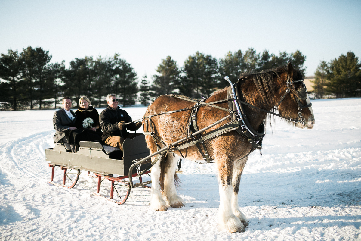 winter wedding horse and carriage peterborough ontario