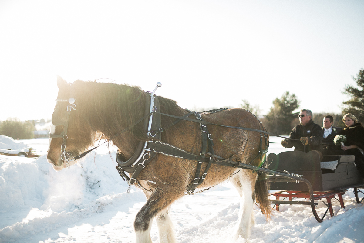 elmhirst resort horse