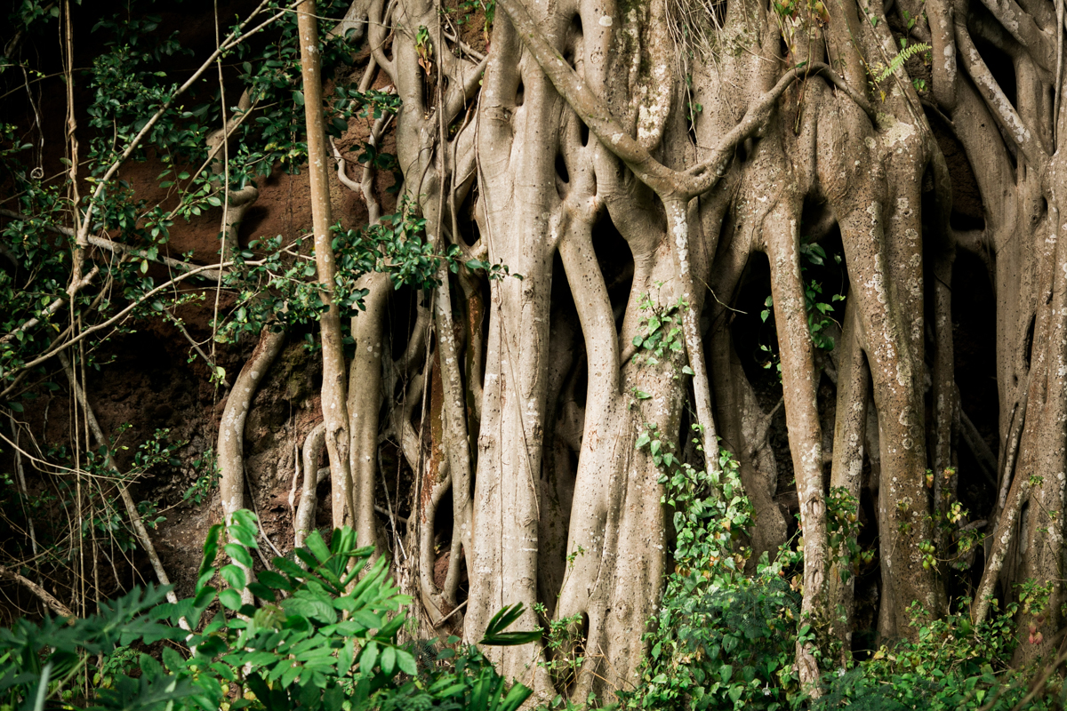 haleiwa wedding photographers banyan trees