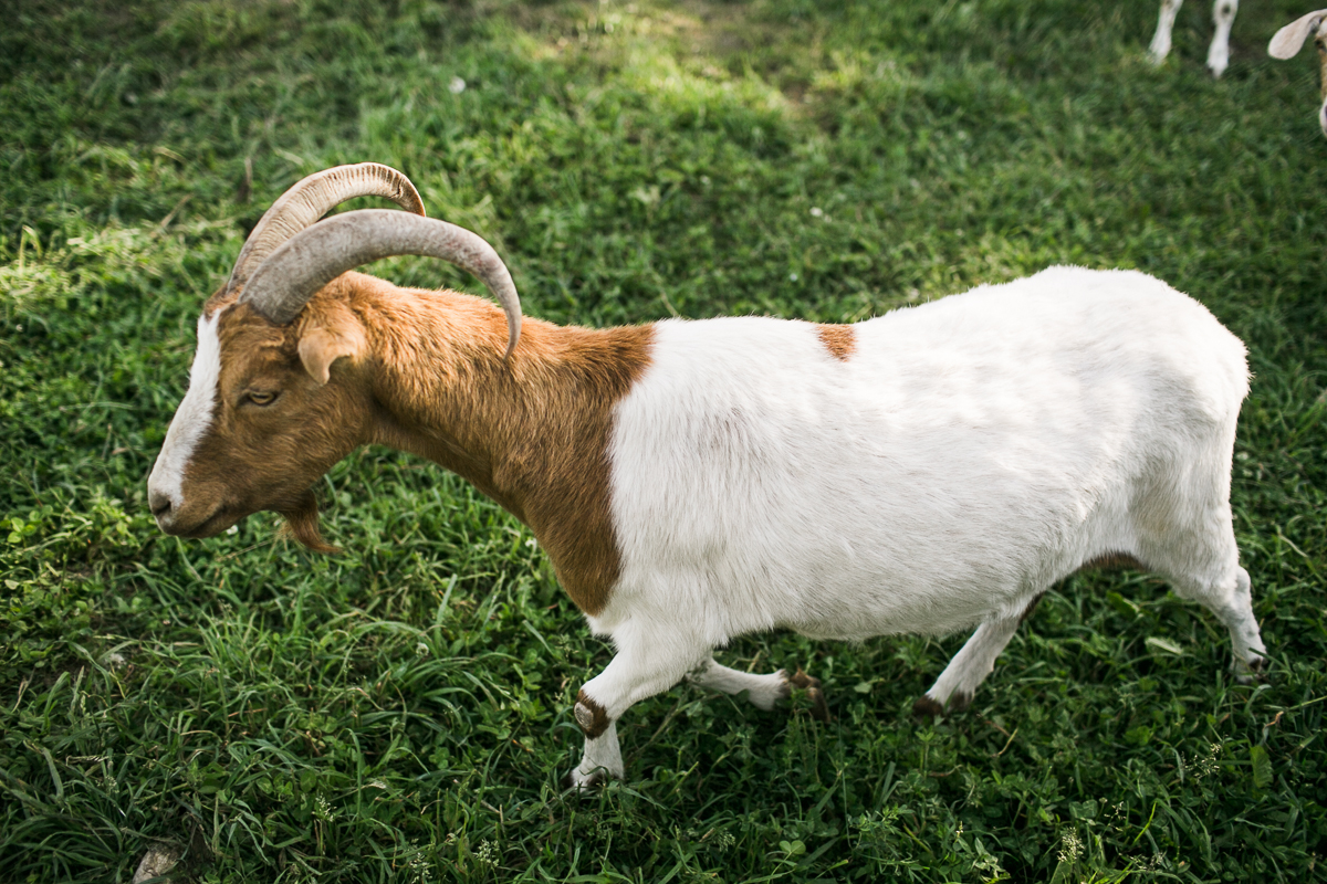 goat south pond farms ontario