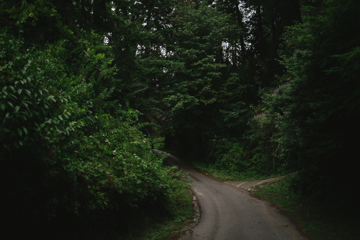 sunshinecoastelopement-forest path