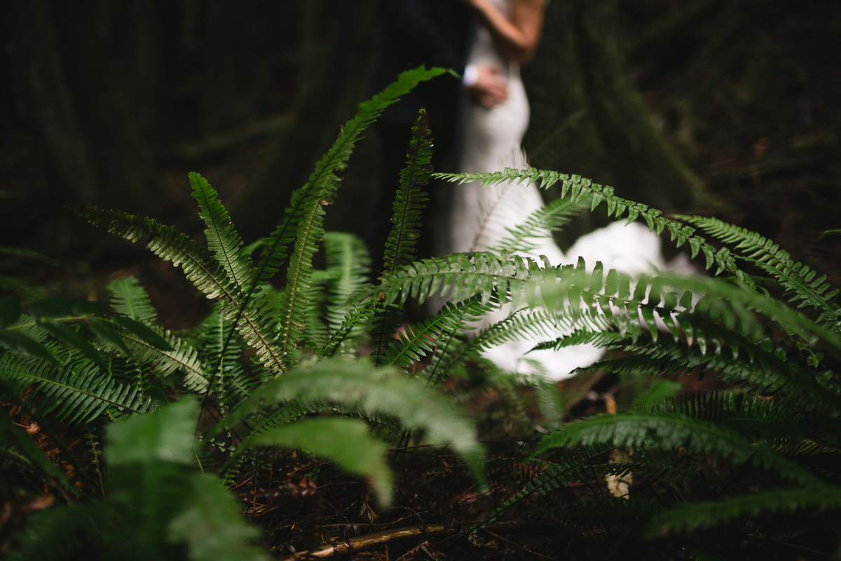 sunshine coast elopement-ferns