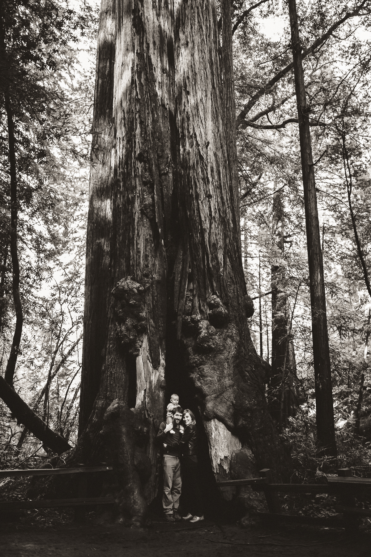 red wood family photographer