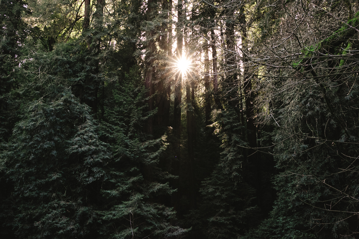 muir woods portrait photographer