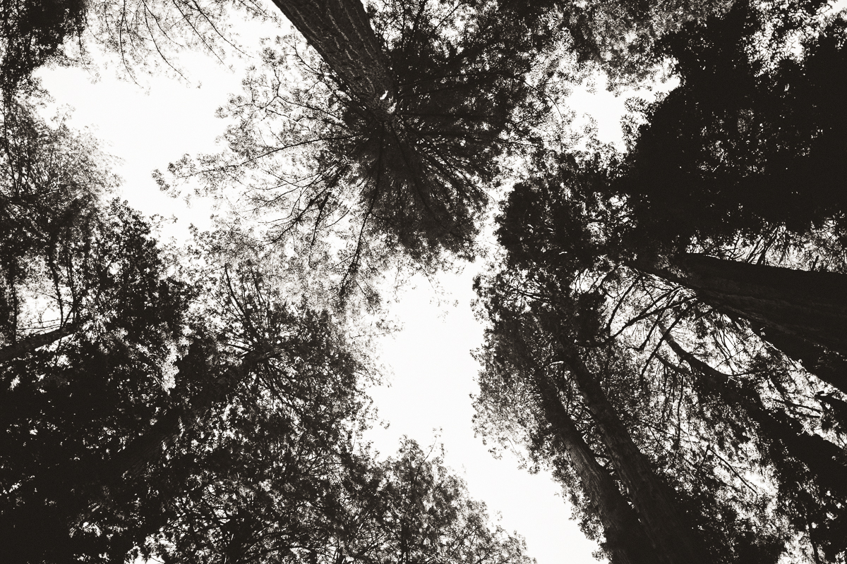 muir woods portrait photographer