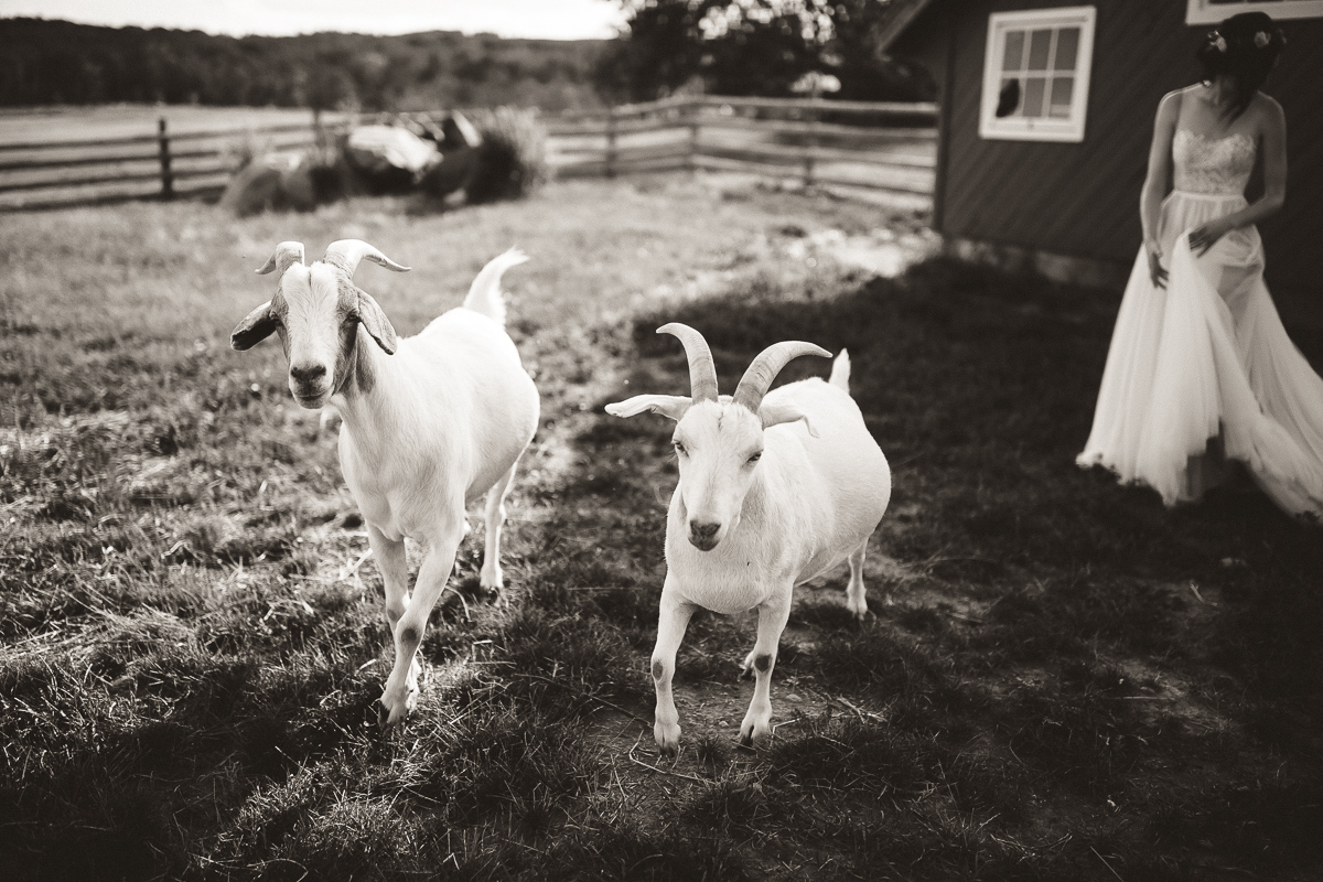 south pond farm goats