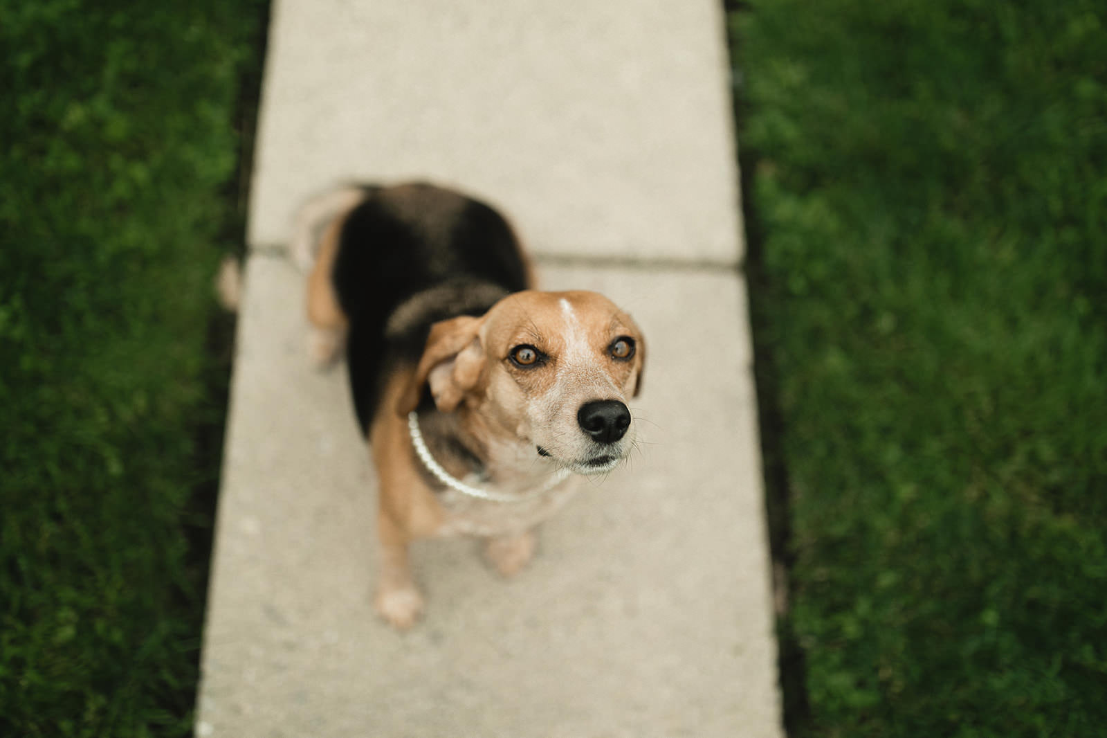 intimate city hall wedding bride and groom portraits with dog